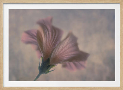 A dreamy, soft-focus photograph of a single pink flower seen from a low angle, with delicate, translucent petals against a muted, hazy background, presented in a silver frame. Print