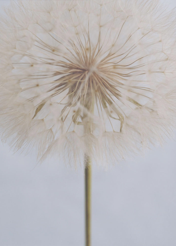 Delicate Dandelion - Poster / Art Print