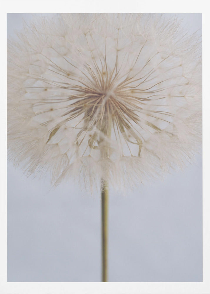 Delicate Dandelion - Poster / Art Print