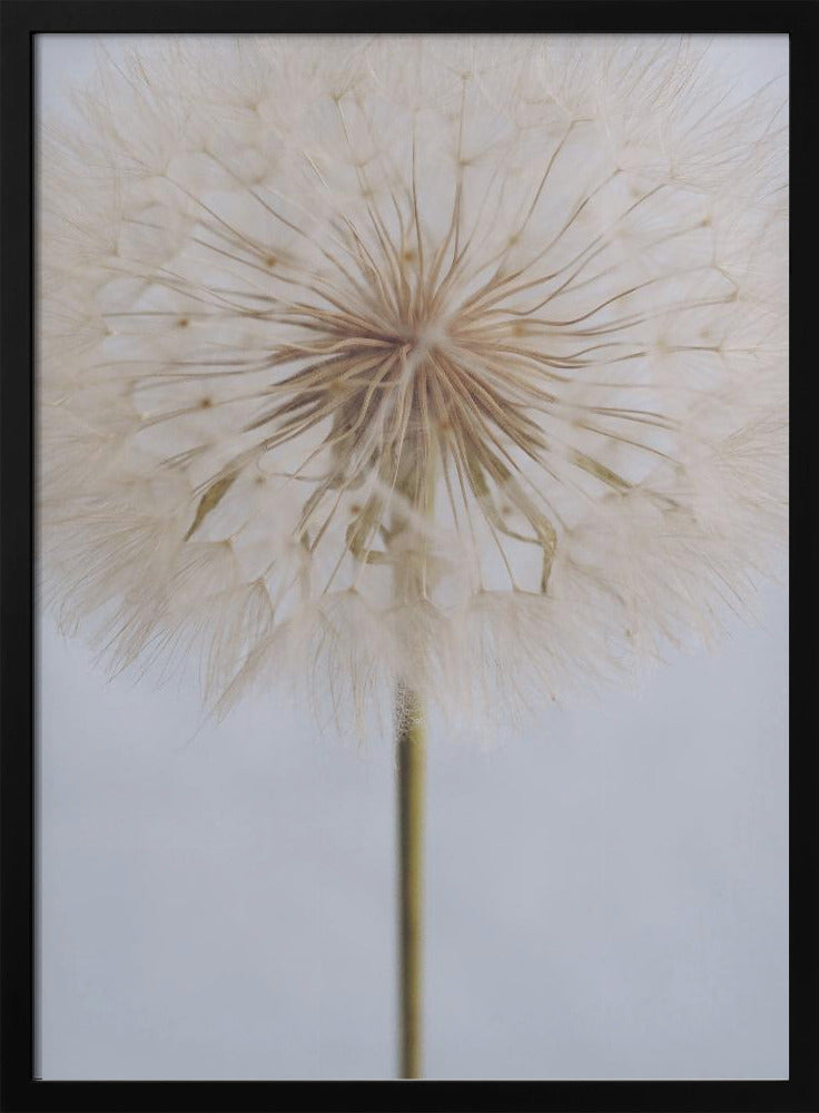 Delicate Dandelion - Poster / Art Print