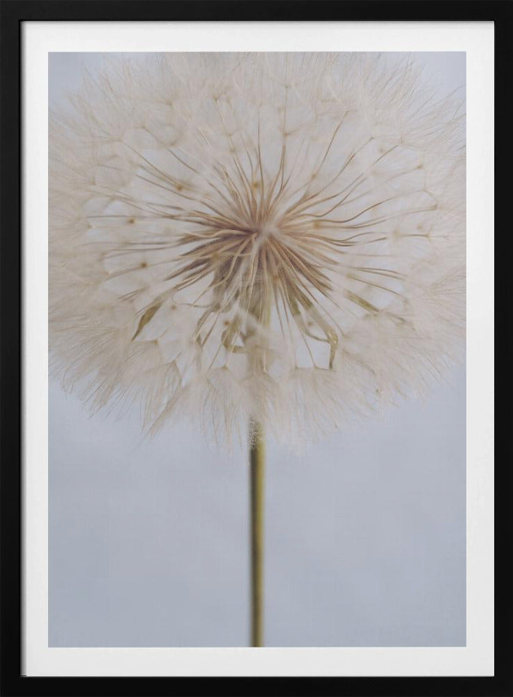 Delicate Dandelion - Poster / Art Print