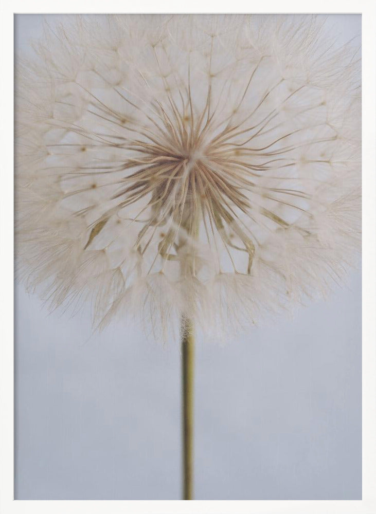 Delicate Dandelion - Poster / Art Print