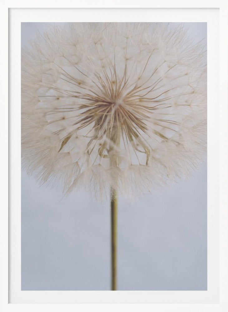 Delicate Dandelion - Poster / Art Print