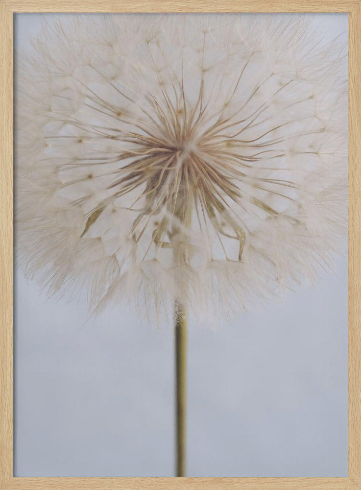 Delicate Dandelion - Poster / Art Print