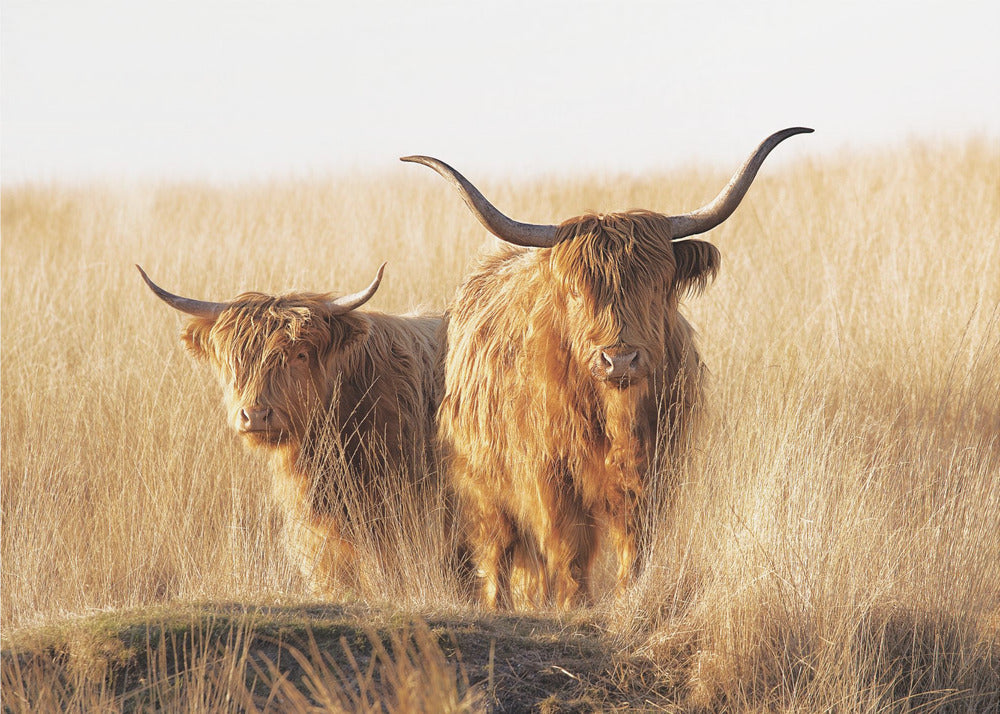 A framed photograph of two majestic Highland cattle with long, shaggy reddish-brown fur and impressive curved horns, standing together in a sunlit field of tall, golden-brown grass. Artwork