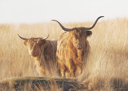 A framed photograph of two majestic Highland cattle with long, shaggy reddish-brown fur and impressive curved horns, standing together in a sunlit field of tall, golden-brown grass. Artwork