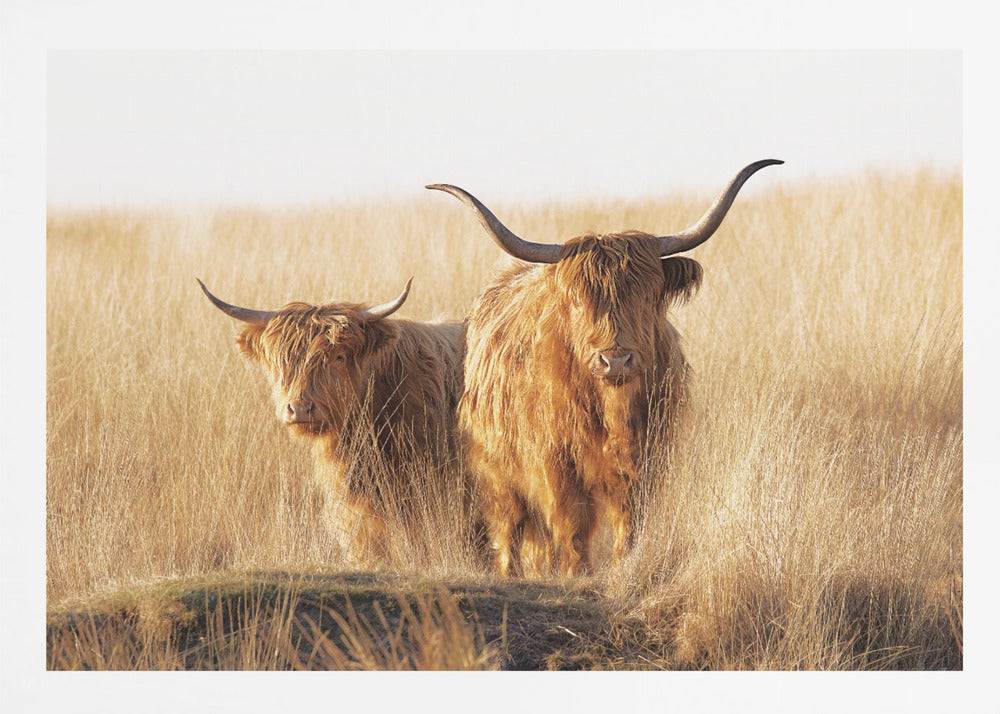 A framed photograph of two majestic Highland cattle with long, shaggy reddish-brown fur and impressive curved horns, standing together in a sunlit field of tall, golden-brown grass. Artwork