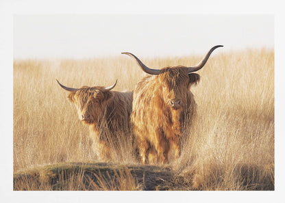 A framed photograph of two majestic Highland cattle with long, shaggy reddish-brown fur and impressive curved horns, standing together in a sunlit field of tall, golden-brown grass. Artwork