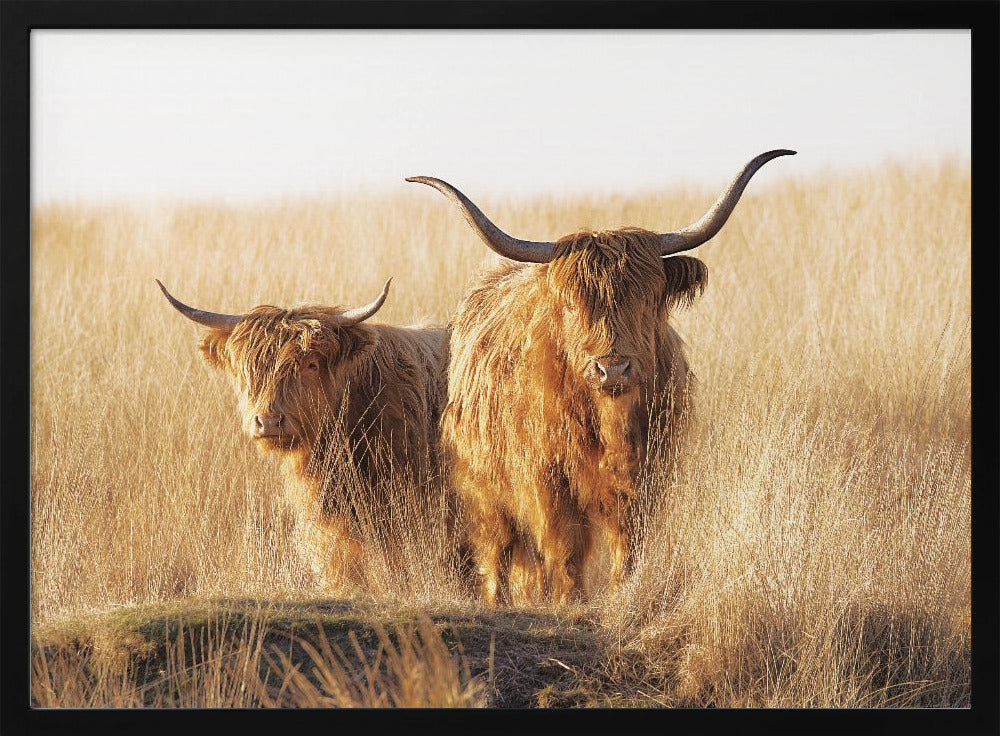 A framed photograph of two majestic Highland cattle with long, shaggy reddish-brown fur and impressive curved horns, standing together in a sunlit field of tall, golden-brown grass. Artwork