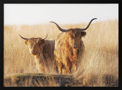 A framed photograph of two majestic Highland cattle with long, shaggy reddish-brown fur and impressive curved horns, standing together in a sunlit field of tall, golden-brown grass. Artwork