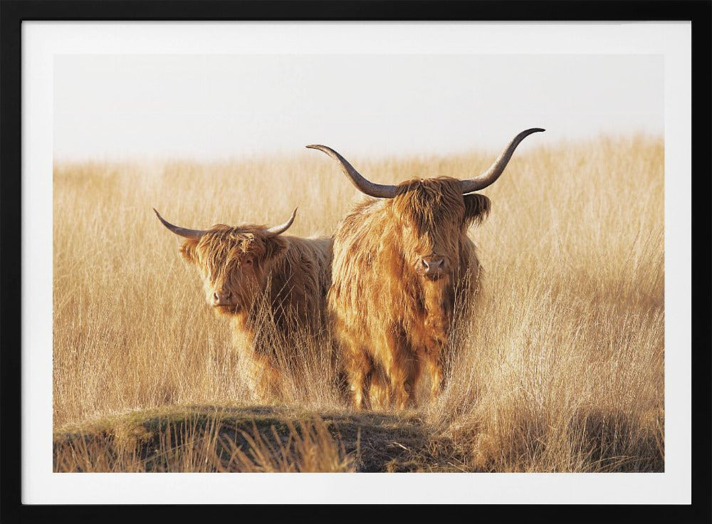 A framed photograph of two majestic Highland cattle with long, shaggy reddish-brown fur and impressive curved horns, standing together in a sunlit field of tall, golden-brown grass. Artwork
