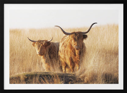 A framed photograph of two majestic Highland cattle with long, shaggy reddish-brown fur and impressive curved horns, standing together in a sunlit field of tall, golden-brown grass. Artwork