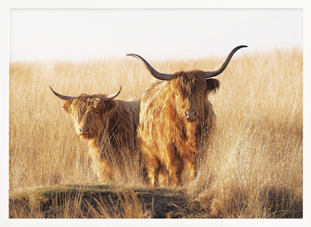 A framed photograph of two majestic Highland cattle with long, shaggy reddish-brown fur and impressive curved horns, standing together in a sunlit field of tall, golden-brown grass. Artwork