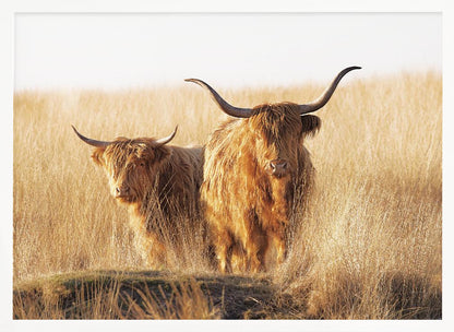 A framed photograph of two majestic Highland cattle with long, shaggy reddish-brown fur and impressive curved horns, standing together in a sunlit field of tall, golden-brown grass. Artwork