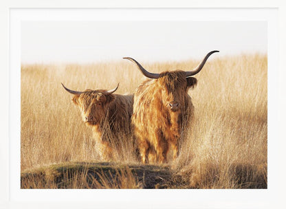 A framed photograph of two majestic Highland cattle with long, shaggy reddish-brown fur and impressive curved horns, standing together in a sunlit field of tall, golden-brown grass. Artwork