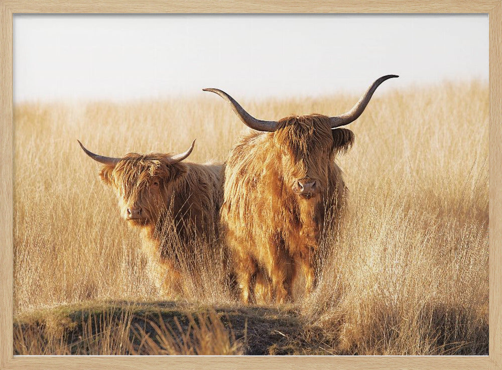 A framed photograph of two majestic Highland cattle with long, shaggy reddish-brown fur and impressive curved horns, standing together in a sunlit field of tall, golden-brown grass. Artwork
