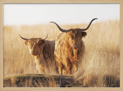 A framed photograph of two majestic Highland cattle with long, shaggy reddish-brown fur and impressive curved horns, standing together in a sunlit field of tall, golden-brown grass. Artwork