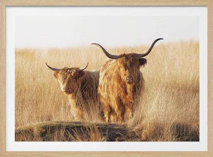 A framed photograph of two majestic Highland cattle with long, shaggy reddish-brown fur and impressive curved horns, standing together in a sunlit field of tall, golden-brown grass. Artwork