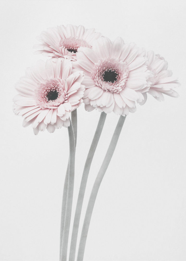 Pink Flowers - Poster / Art Print