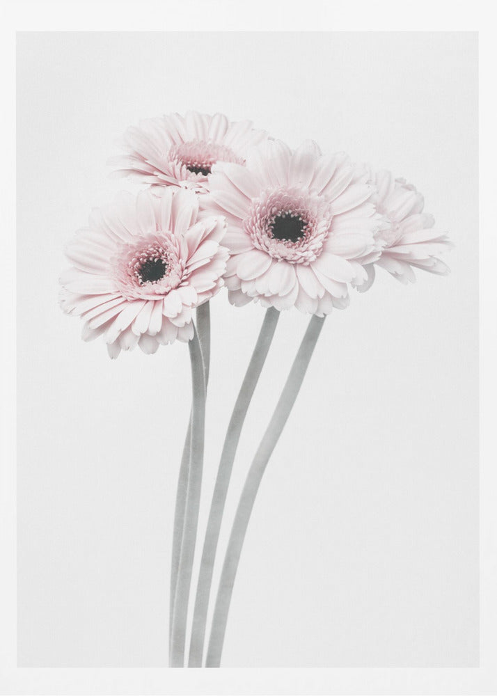 Pink Flowers - Poster / Art Print