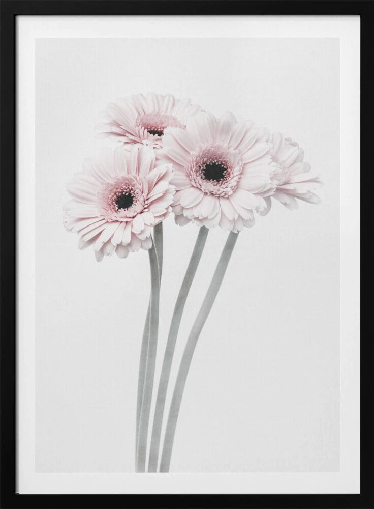 Pink Flowers - Poster / Art Print