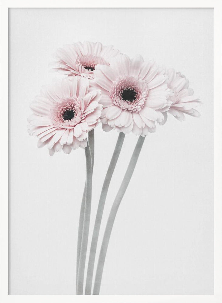 Pink Flowers - Poster / Art Print