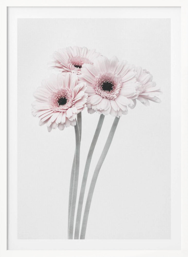 Pink Flowers - Poster / Art Print