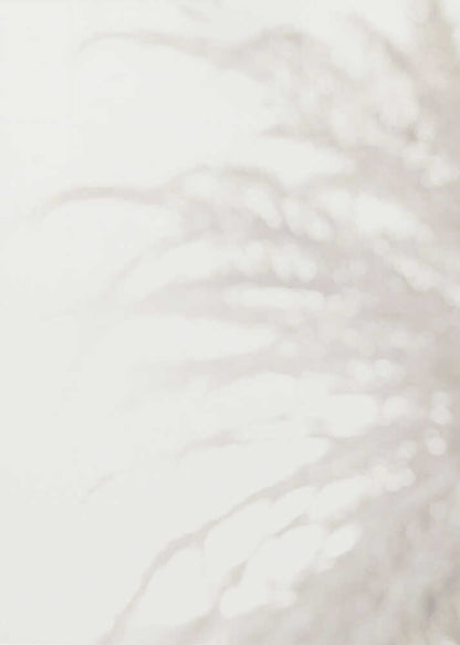 Soft focus photograph of a plant shadow on a light wall. Abstract and calming beige wall art with a minimalist feel.