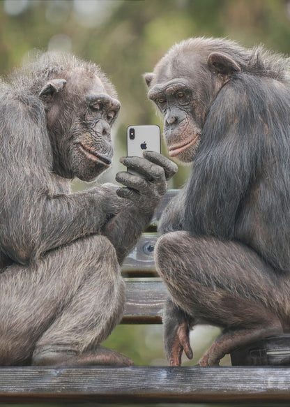 A humorous photo of two chimpanzees sitting on a wooden bench, looking intently at a silver smartphone held by one of the chimps as if they are watching a video or taking a selfie. Print