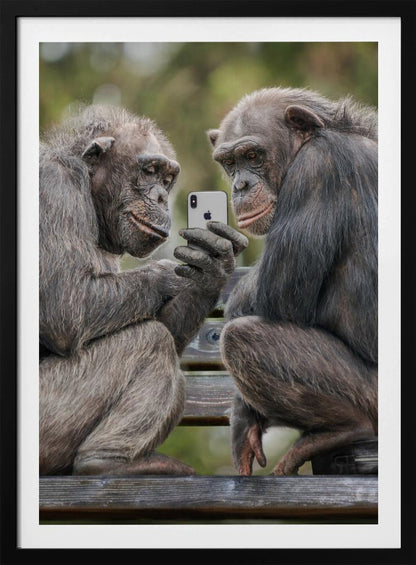 A humorous photo of two chimpanzees sitting on a wooden bench, looking intently at a silver smartphone held by one of the chimps as if they are watching a video or taking a selfie. Print