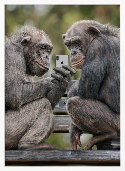 A humorous photo of two chimpanzees sitting on a wooden bench, looking intently at a silver smartphone held by one of the chimps as if they are watching a video or taking a selfie. Print