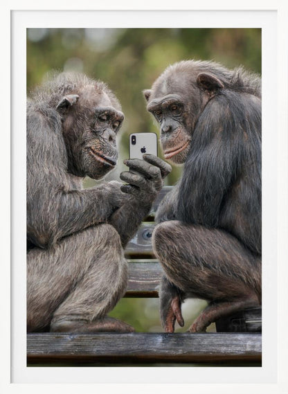 A humorous photo of two chimpanzees sitting on a wooden bench, looking intently at a silver smartphone held by one of the chimps as if they are watching a video or taking a selfie. Print