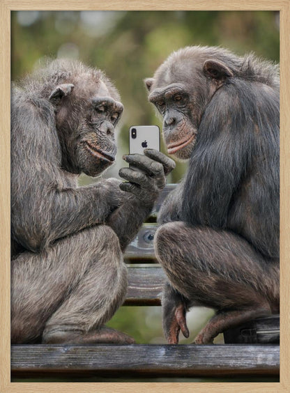 A humorous photo of two chimpanzees sitting on a wooden bench, looking intently at a silver smartphone held by one of the chimps as if they are watching a video or taking a selfie. Print