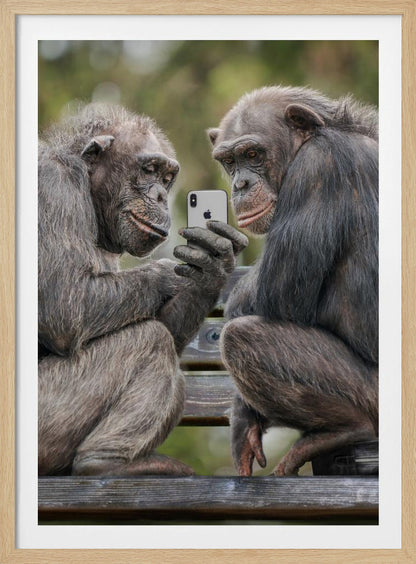 A humorous photo of two chimpanzees sitting on a wooden bench, looking intently at a silver smartphone held by one of the chimps as if they are watching a video or taking a selfie. Print