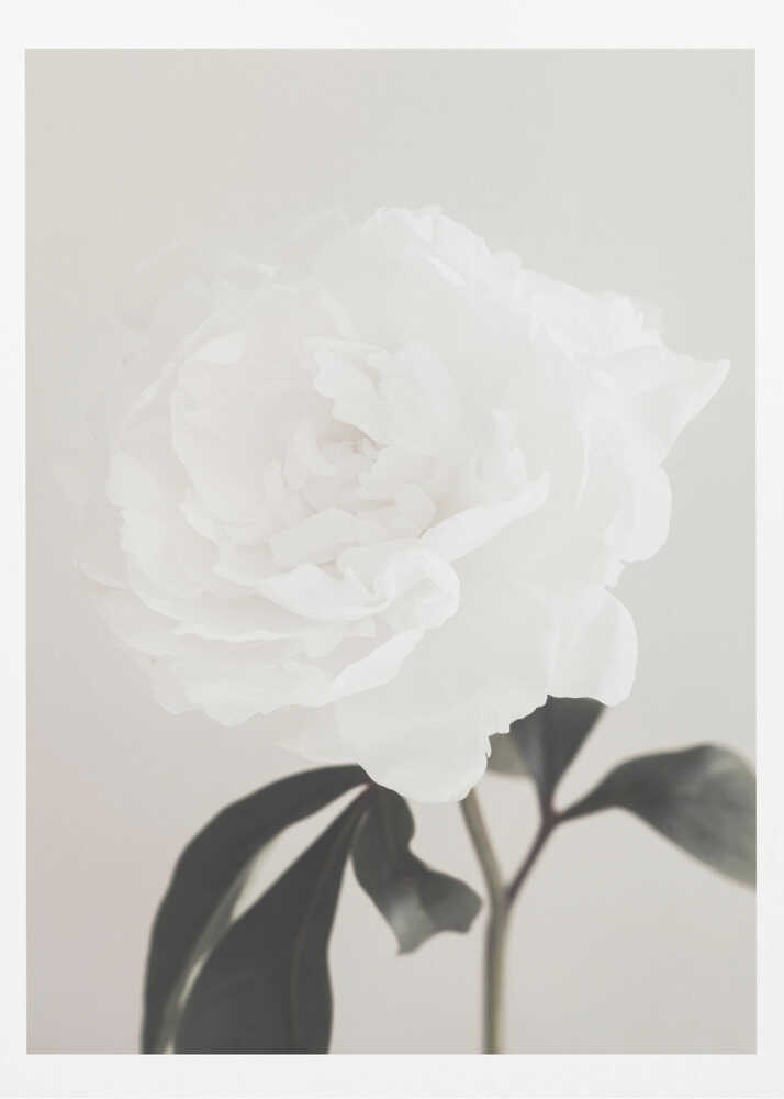 A close-up photograph of a delicate white peony flower with dark leaves against a light, neutral background.