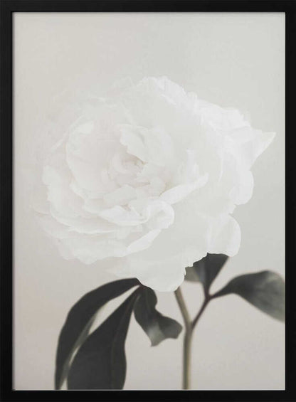 A close-up photograph of a delicate white peony flower with dark leaves against a light, neutral background.