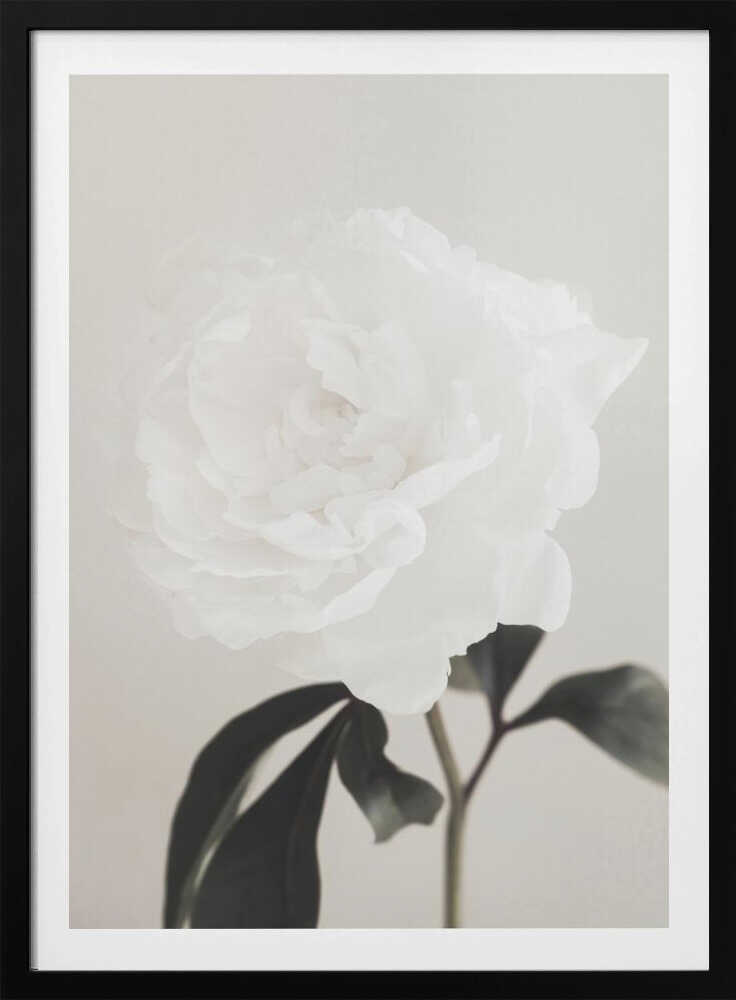 A close-up photograph of a delicate white peony flower with dark leaves against a light, neutral background.