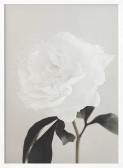 A close-up photograph of a delicate white peony flower with dark leaves against a light, neutral background.