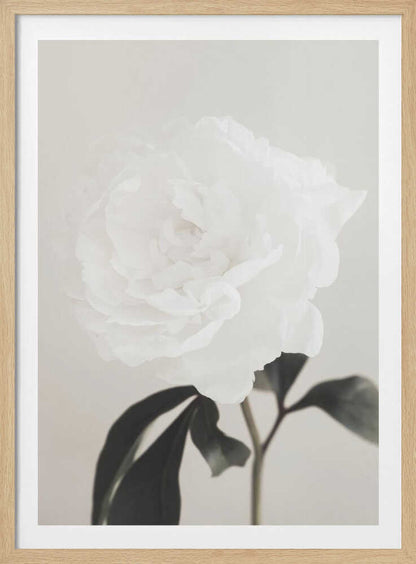 A close-up photograph of a delicate white peony flower with dark leaves against a light, neutral background.