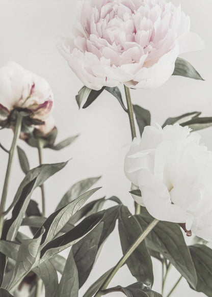 A close-up, low-angle photograph of three peonies against a light gray background. A large, pale pink peony is at the top, a white peony is on the right, and another flower is seen from behind on the left, all surrounded by dark green leaves. Print