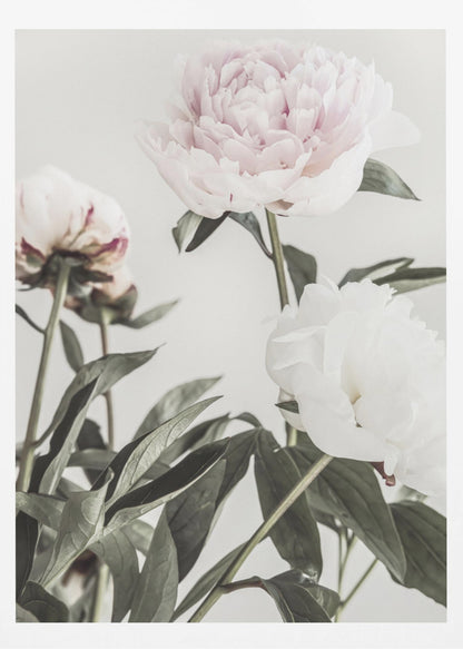 A close-up, low-angle photograph of three peonies against a light gray background. A large, pale pink peony is at the top, a white peony is on the right, and another flower is seen from behind on the left, all surrounded by dark green leaves. Print