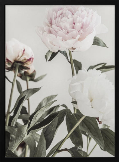 A close-up, low-angle photograph of three peonies against a light gray background. A large, pale pink peony is at the top, a white peony is on the right, and another flower is seen from behind on the left, all surrounded by dark green leaves. Print