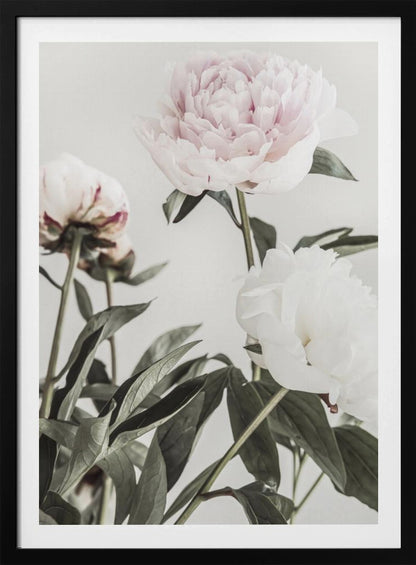 A close-up, low-angle photograph of three peonies against a light gray background. A large, pale pink peony is at the top, a white peony is on the right, and another flower is seen from behind on the left, all surrounded by dark green leaves. Print