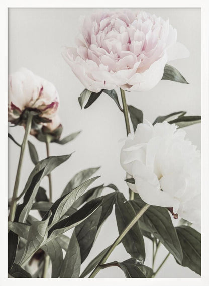 A close-up, low-angle photograph of three peonies against a light gray background. A large, pale pink peony is at the top, a white peony is on the right, and another flower is seen from behind on the left, all surrounded by dark green leaves. Print