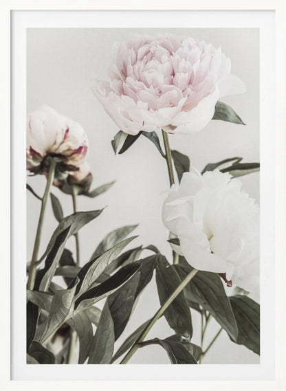 A close-up, low-angle photograph of three peonies against a light gray background. A large, pale pink peony is at the top, a white peony is on the right, and another flower is seen from behind on the left, all surrounded by dark green leaves. Print