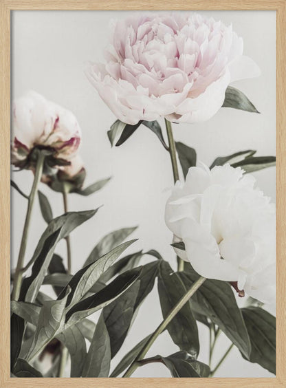 A close-up, low-angle photograph of three peonies against a light gray background. A large, pale pink peony is at the top, a white peony is on the right, and another flower is seen from behind on the left, all surrounded by dark green leaves. Print