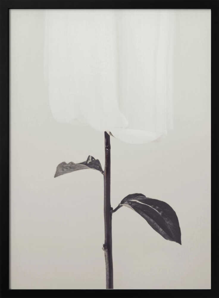 Peony 18 - Poster / Art Print