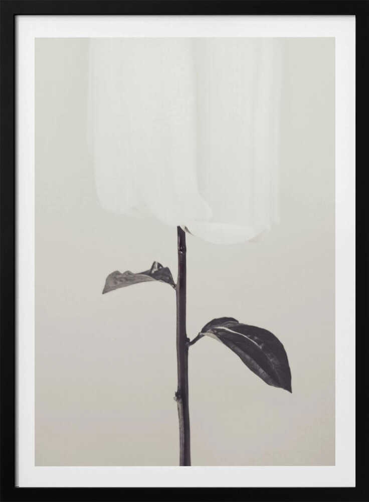 Peony 18 - Poster / Art Print