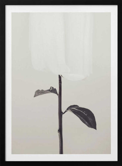 Peony 18 - Poster / Art Print