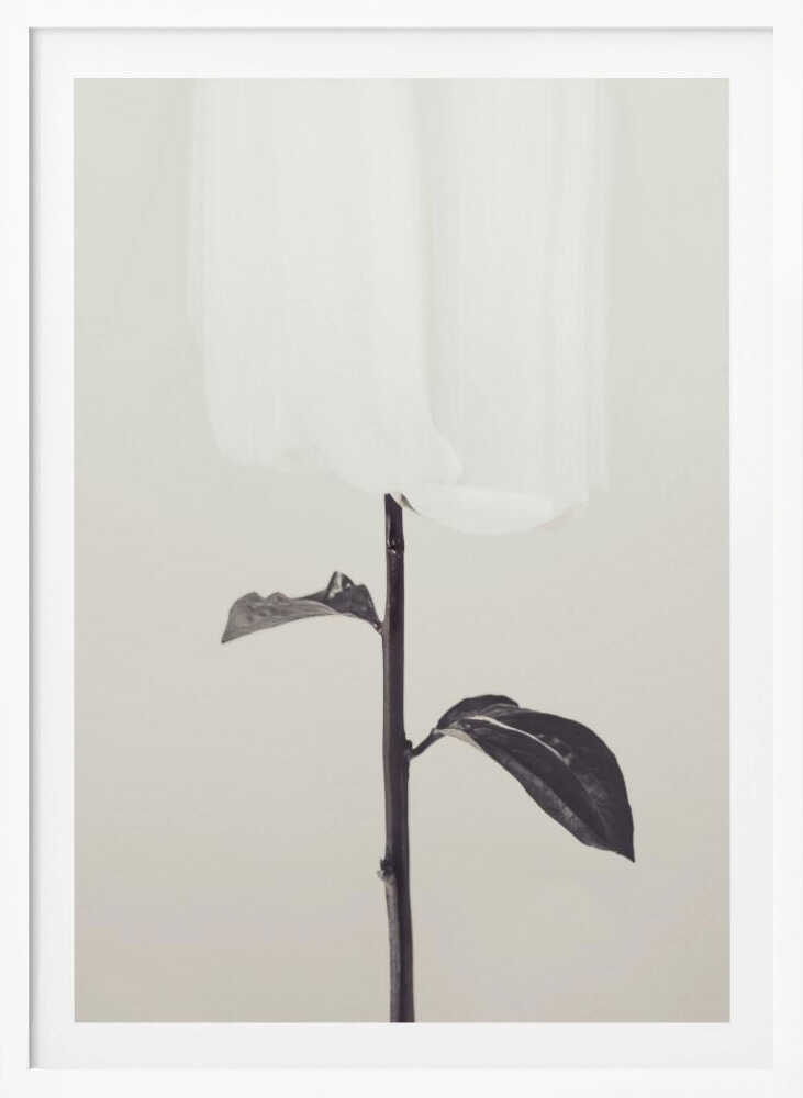 Peony 18 - Poster / Art Print